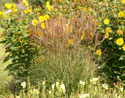 Chinaschilf - Miscanthus sinensis Kleine Silberspinne - Gräserwelten